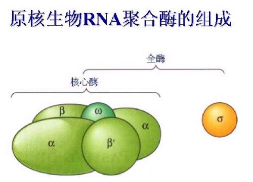 covance rna聚合酶ii h14单克隆抗体 polymerase ii h14 monoclonal