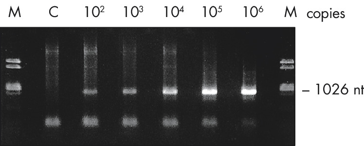 Qiaamp Viral Rna Mini Kit 病毒rna试剂盒 52904